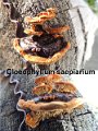 Gloeophyllum sepiarium-amf1152